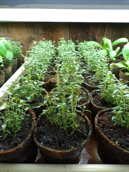 Seedlings  thyme crop May 2020.jpg