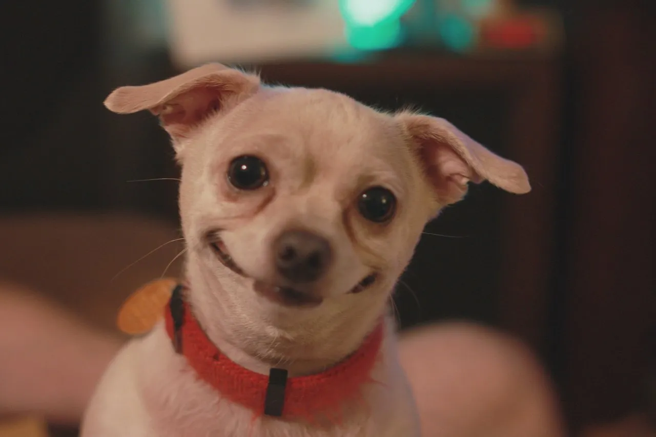 dog manipulation station contest 1.jpg