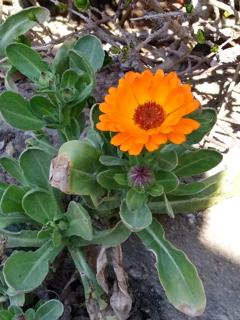 CalendulaIMG_20200409_15041069MauroCorciulo.jpg