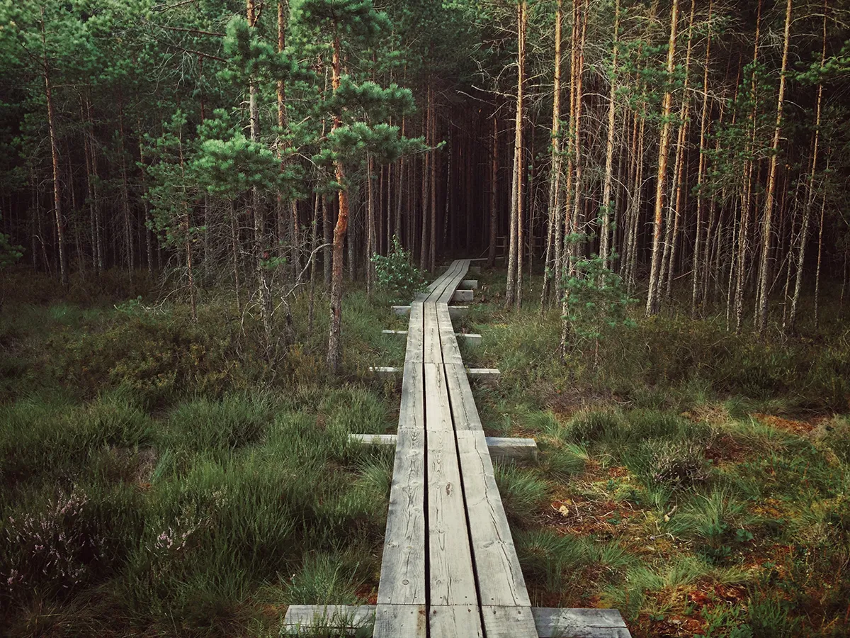 wooden_path_in_the_forest.jpg