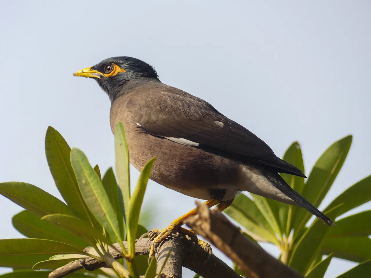 common_myna_jaipur_edited.jpg