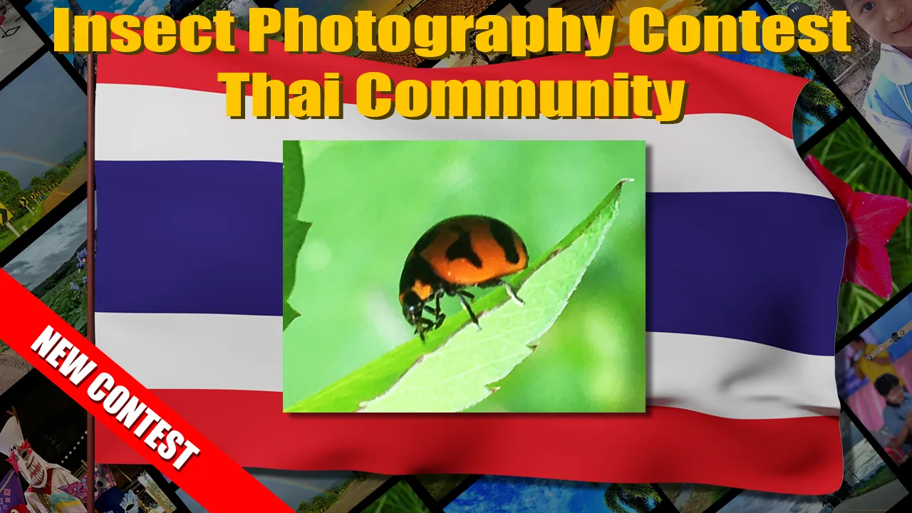 insect_thai_contest_small.png