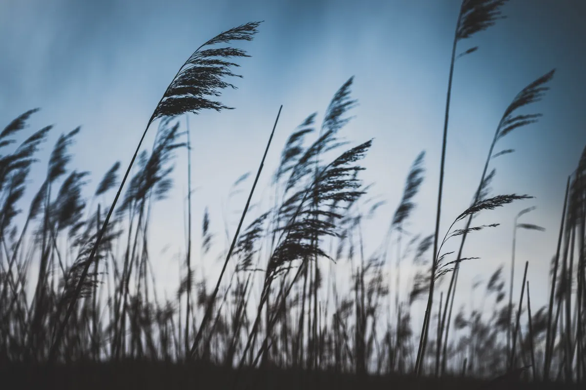 grass_breeze_dusk_1393215.jpg