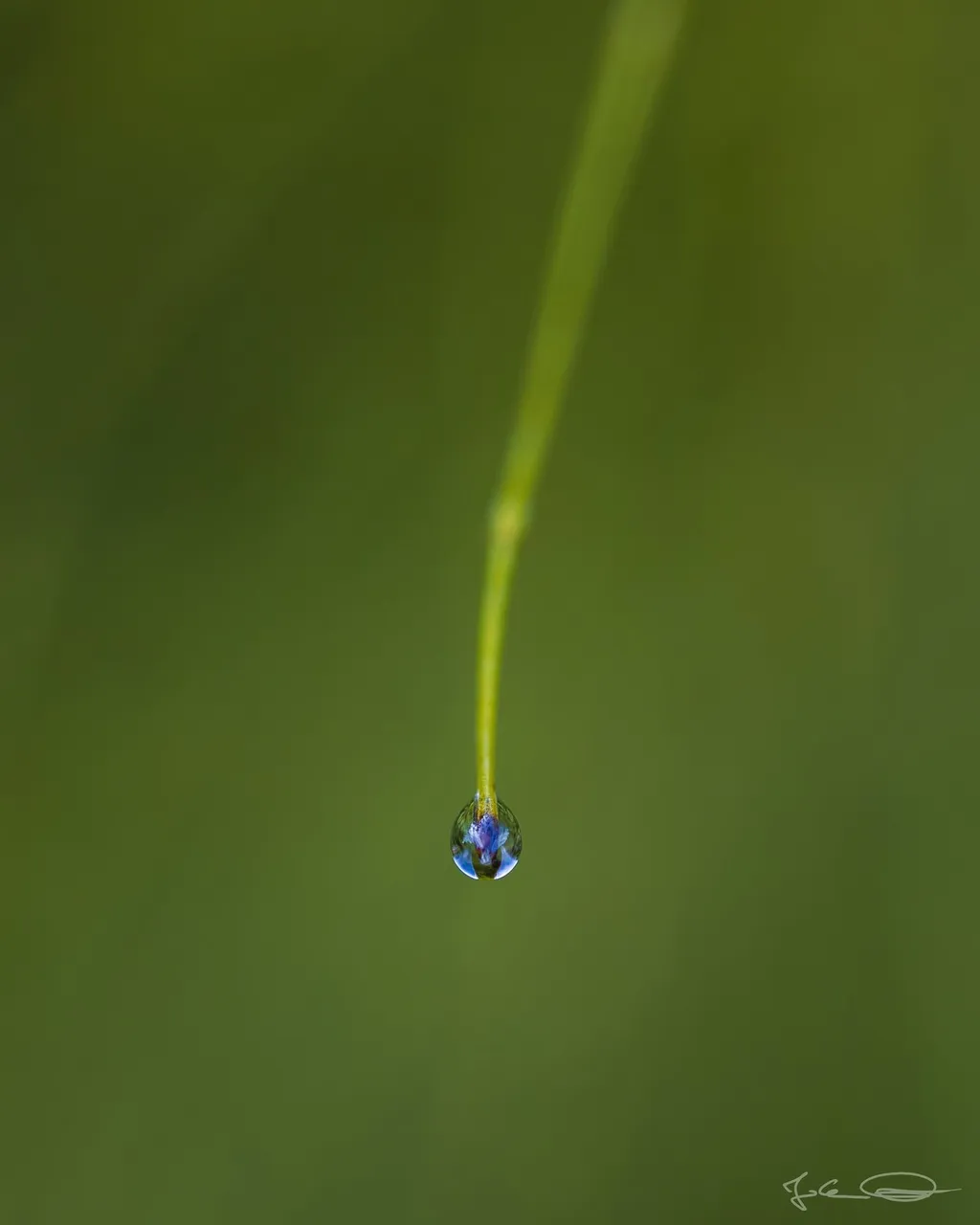 Water Drop on Grass