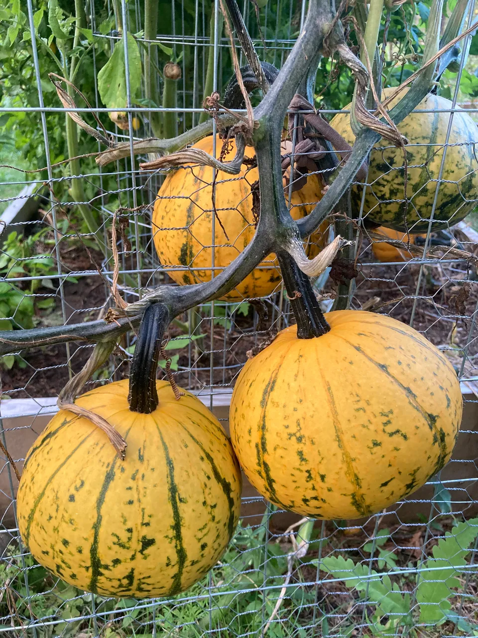 Pumpkins on the vine