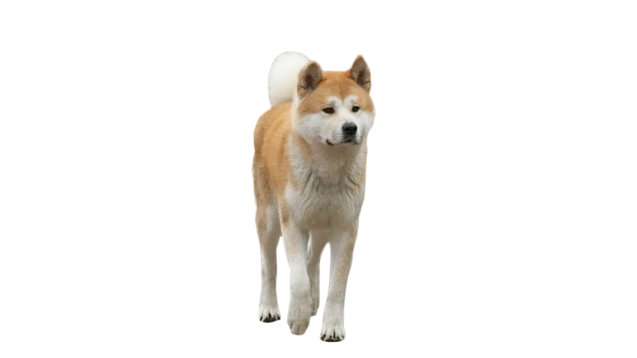 hachiko_the_dog_1920x1080.png