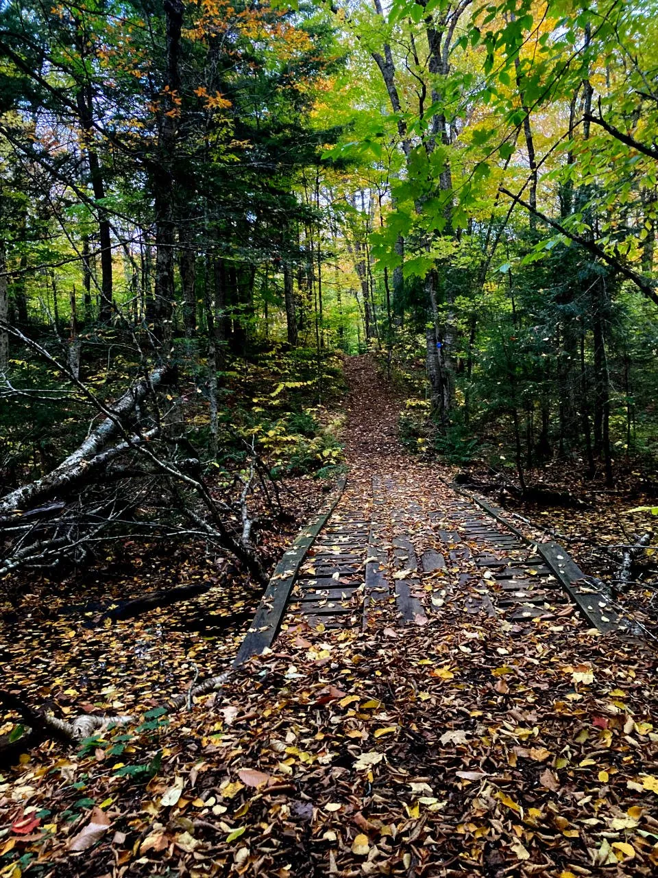 a wooden bridge on the forest trail