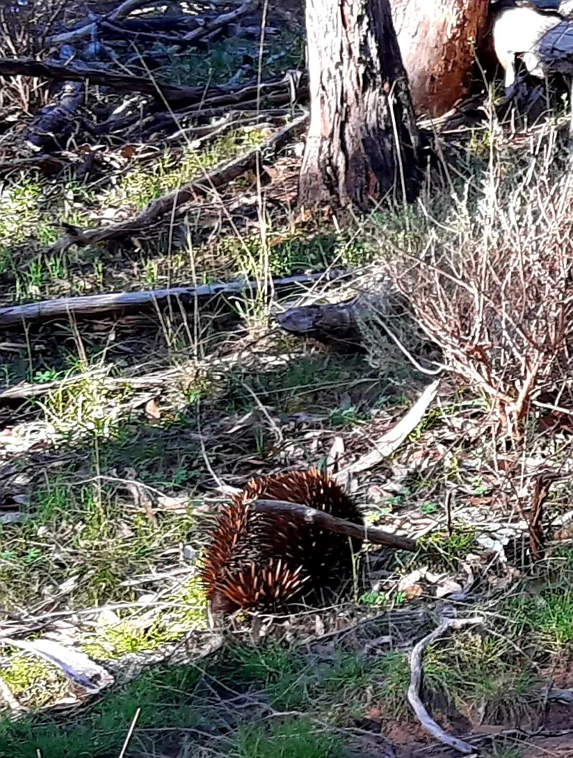 Echidna