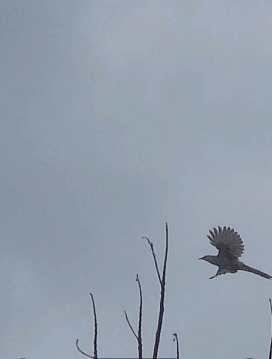 received_1171132511266928.jpeg