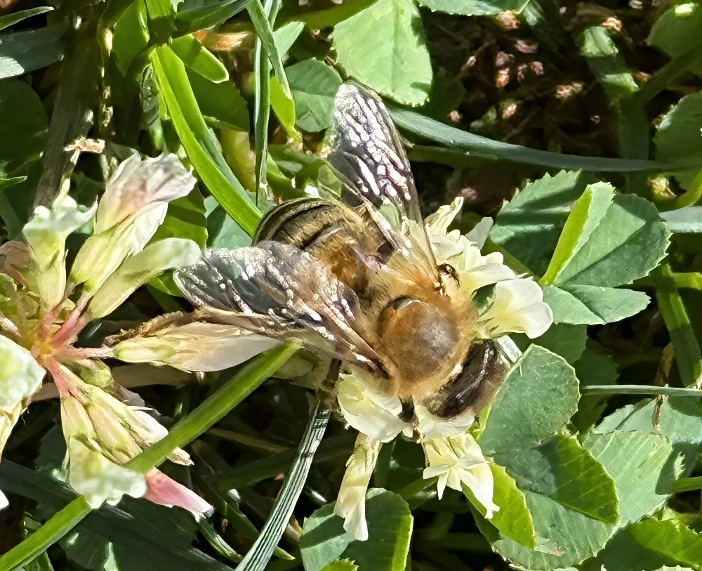hivegarden-honeybee-clover.jpg