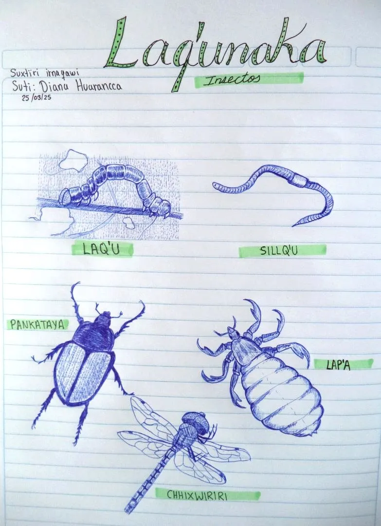 l9_insectos_Aymara_waralwa.jpg