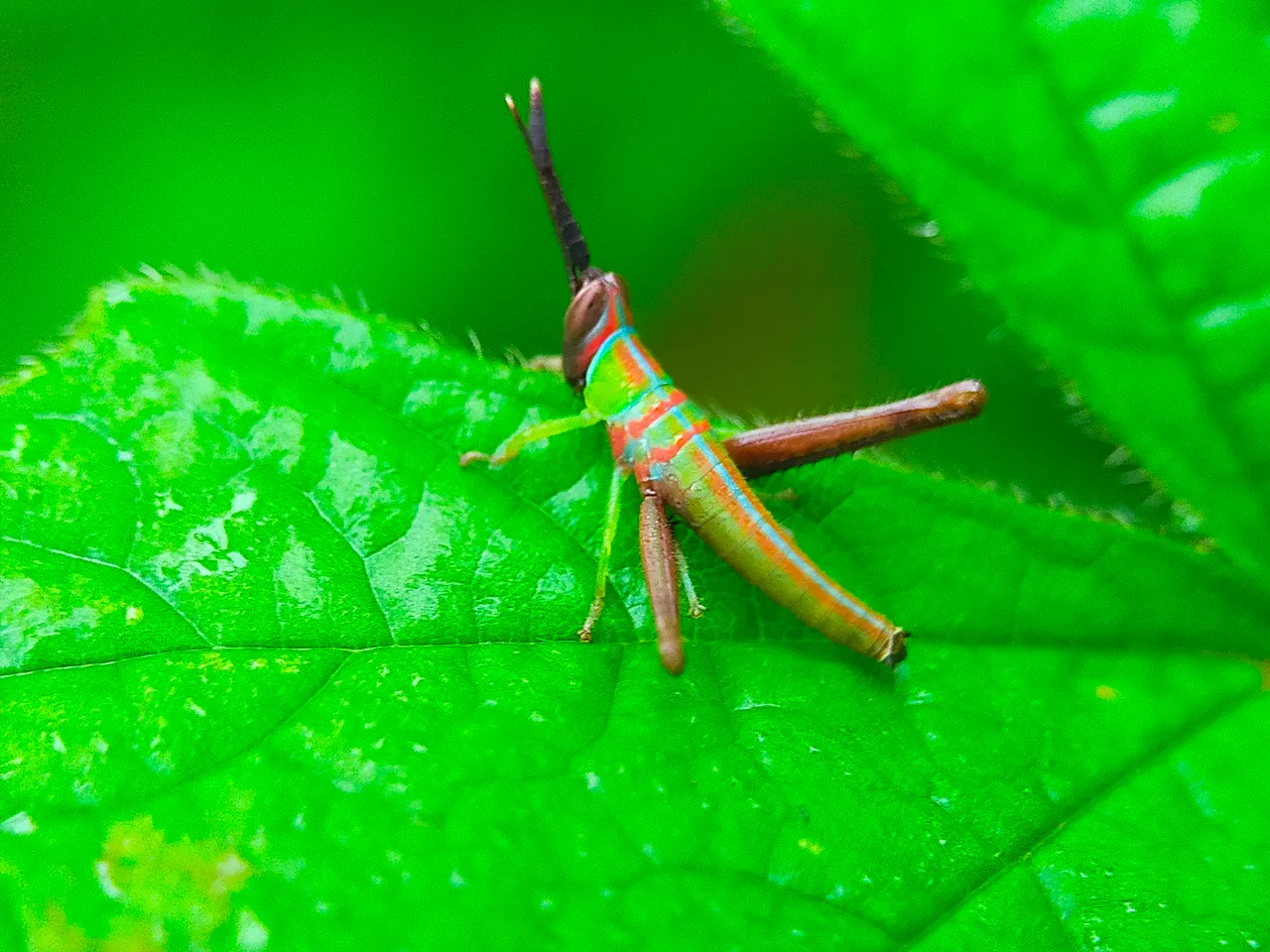 Grasshopper Color (29).jpg