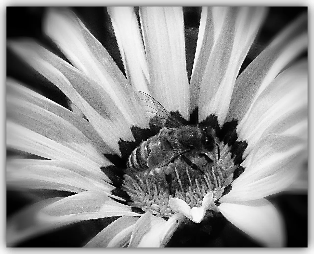 F Bee macro mono E.png