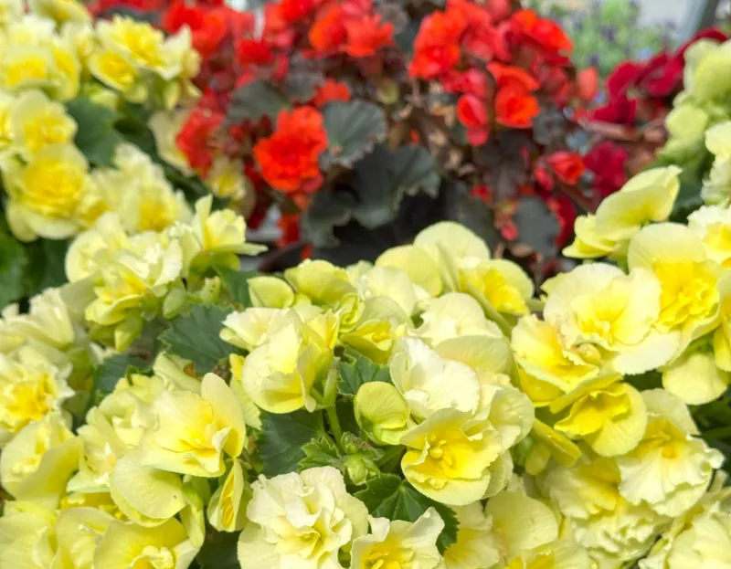 hivegarden-flowers-begonia.jpg