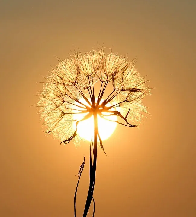 dandelion-1557110_960_720.webp