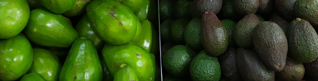 aguacate-cintillo-3000x768.jpg