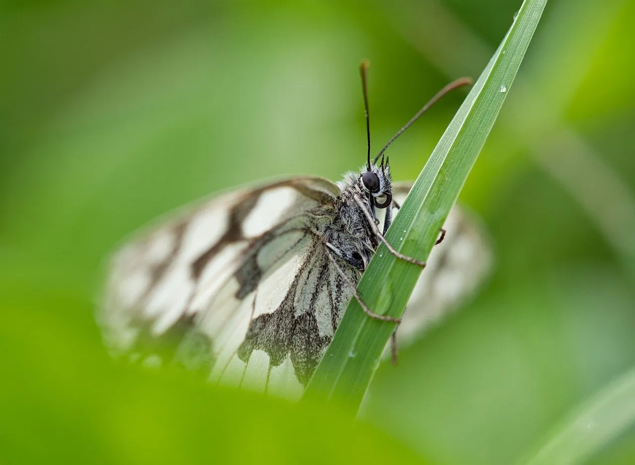 marbled-white-8143238_1280.jpg