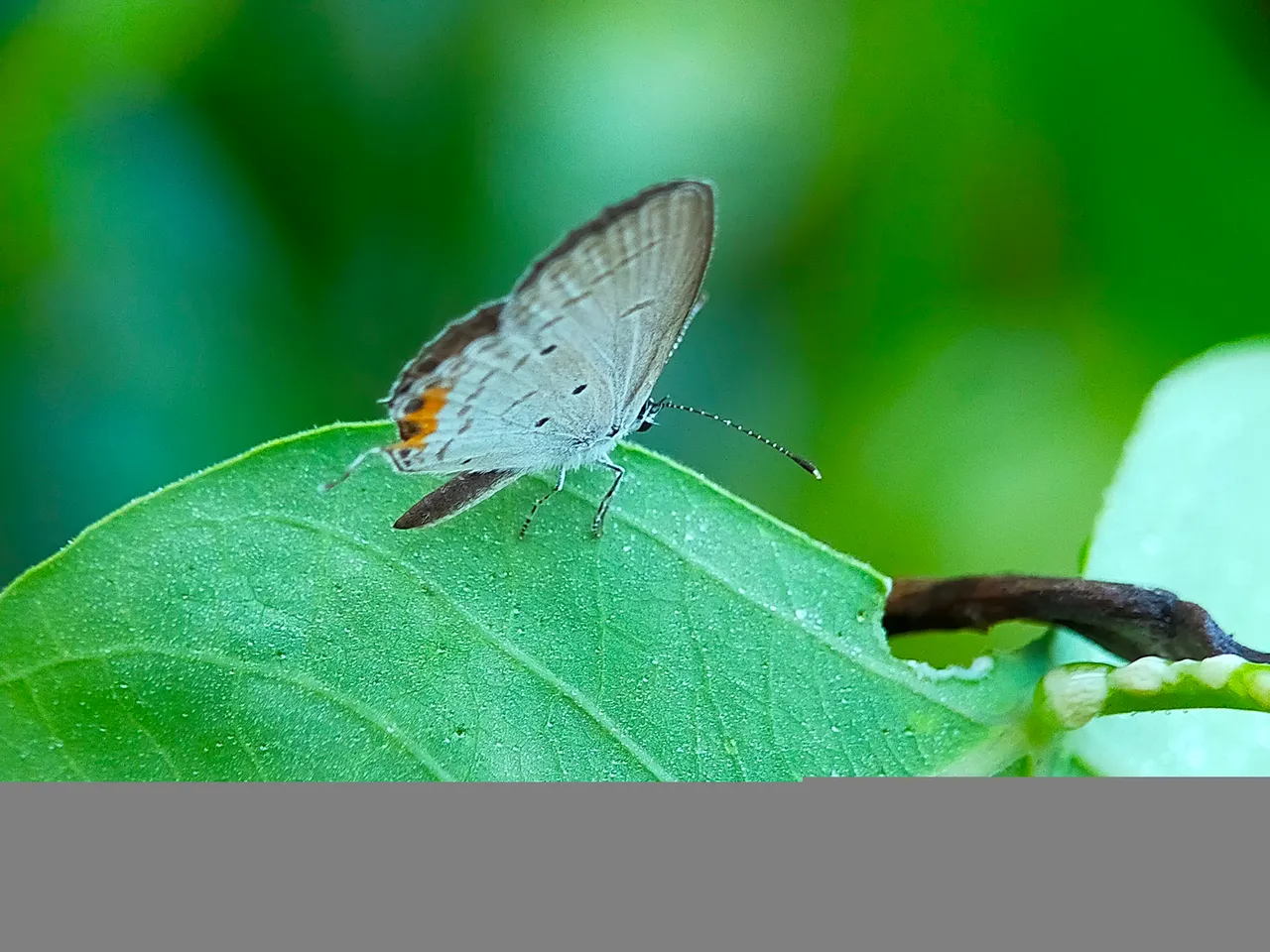 White Butterflies (22).jpg