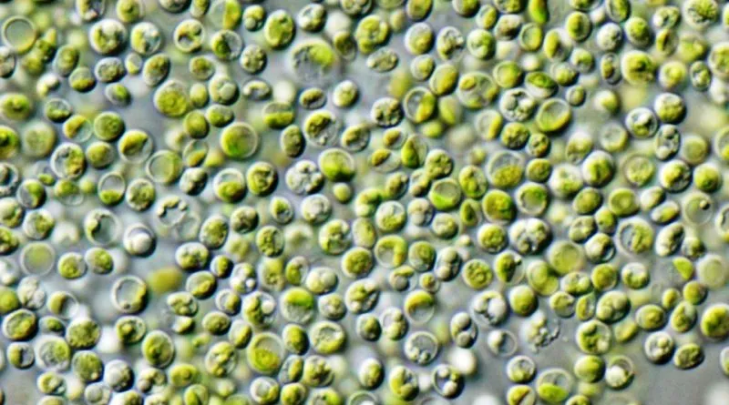 Chlorella_vulgaris-800x445.jpg