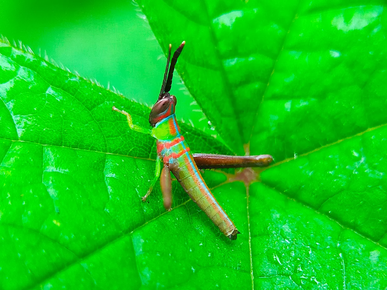 Grasshopper Color (10).jpg