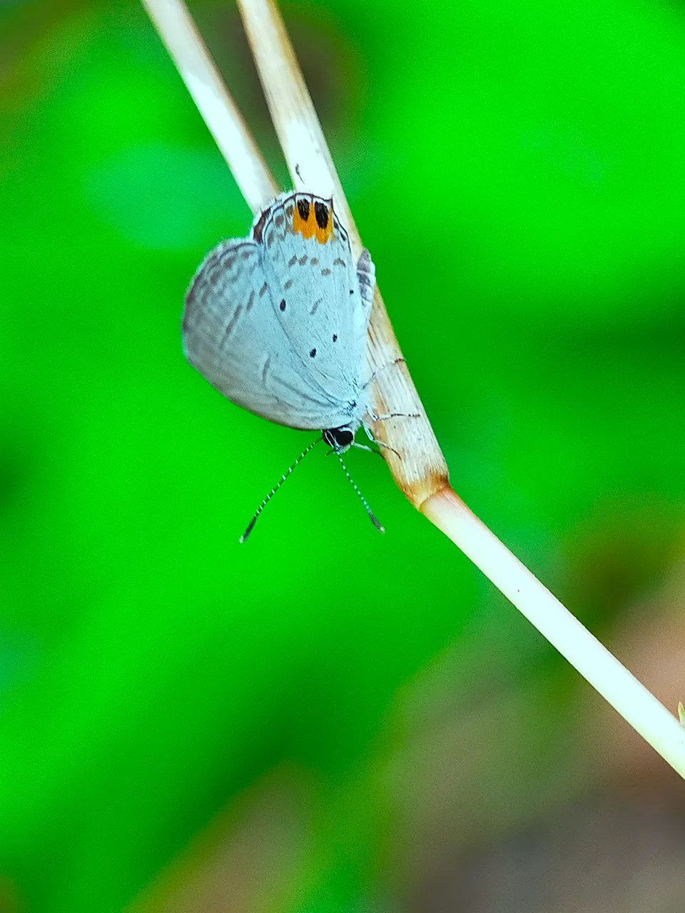 White Butterflies (15).jpg
