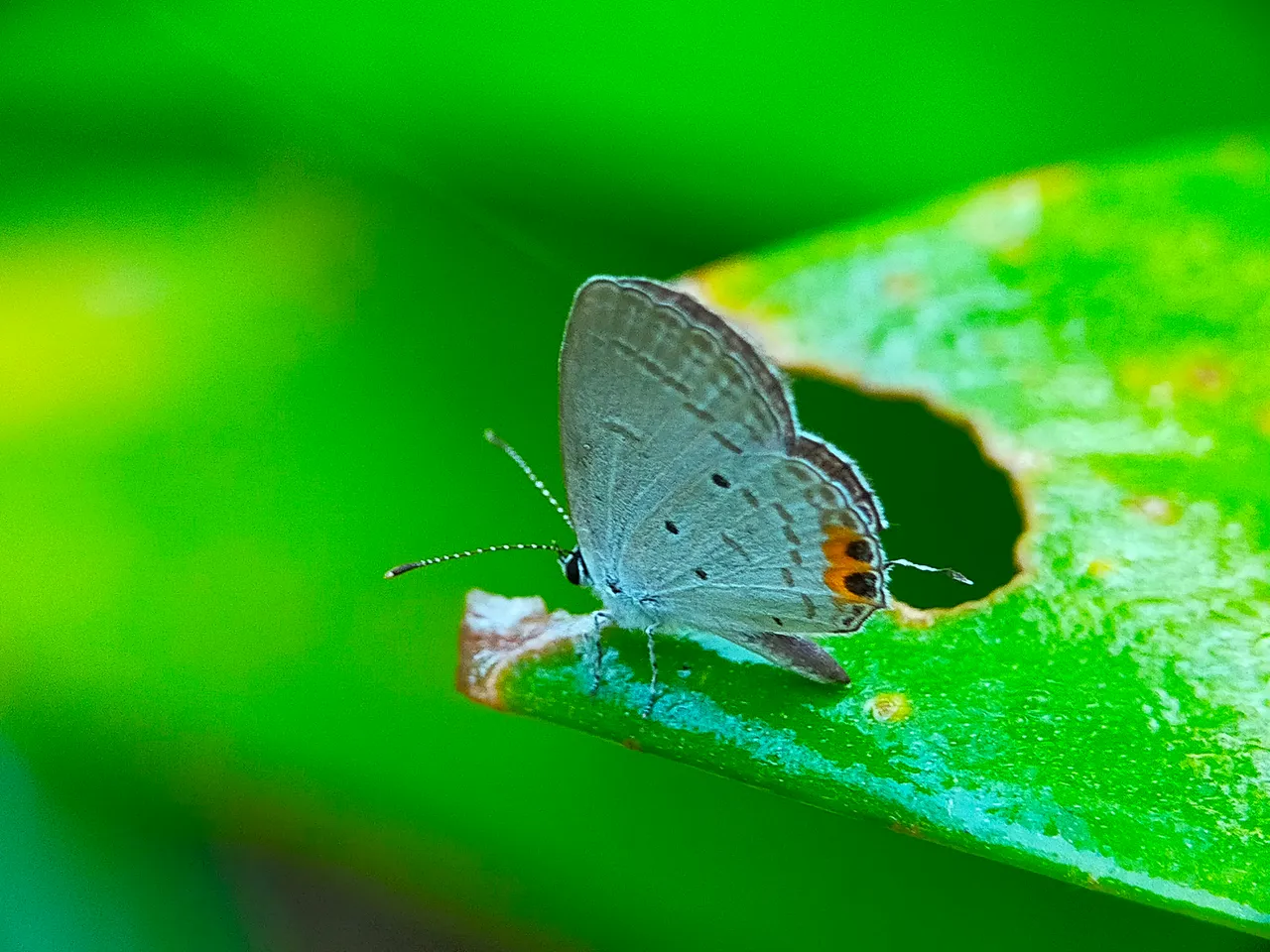 White Butterflies (39).jpg