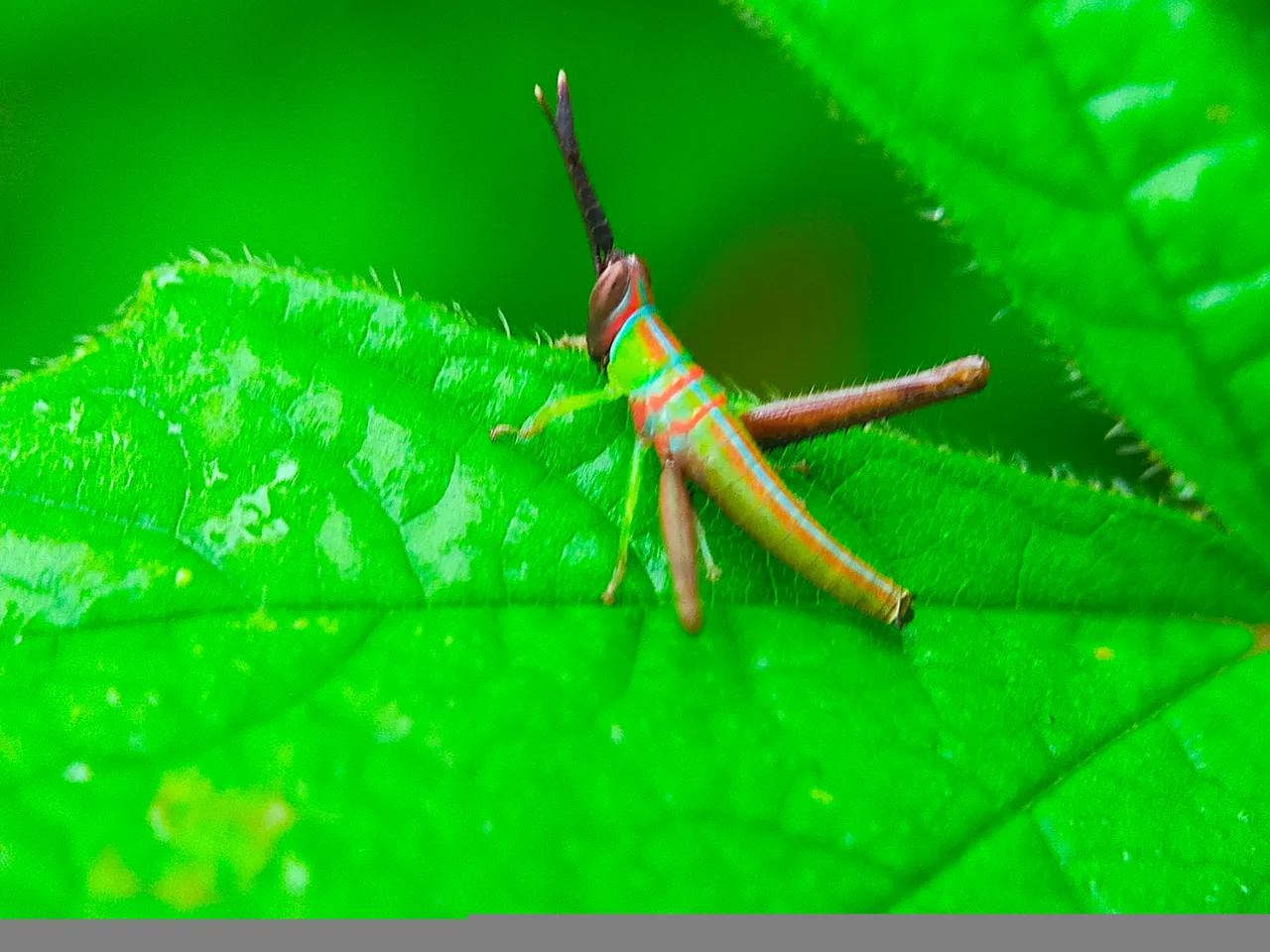 Grasshopper Color (27).jpg