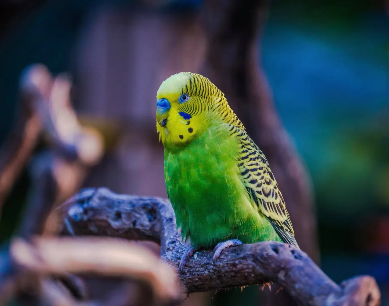 feathered friends (11).jpg