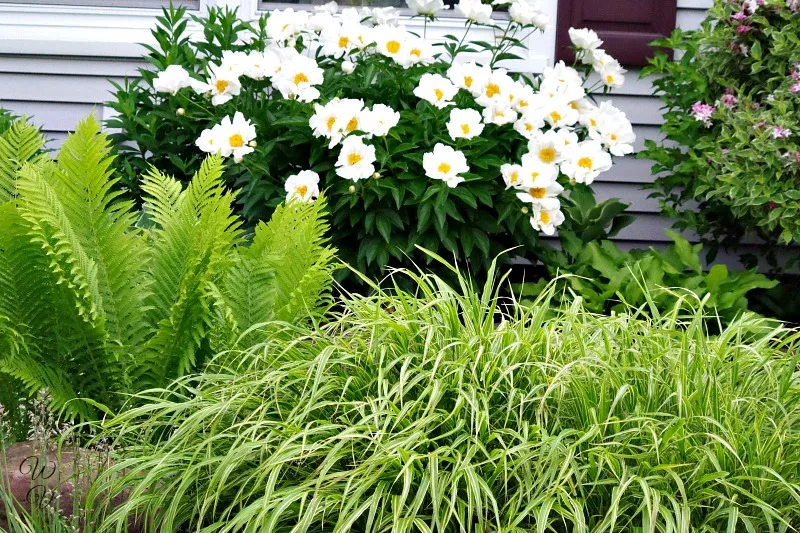 japanese haknone grass.jpg