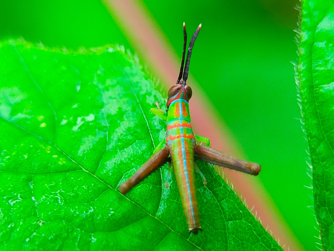 Grasshopper Color (31).jpg