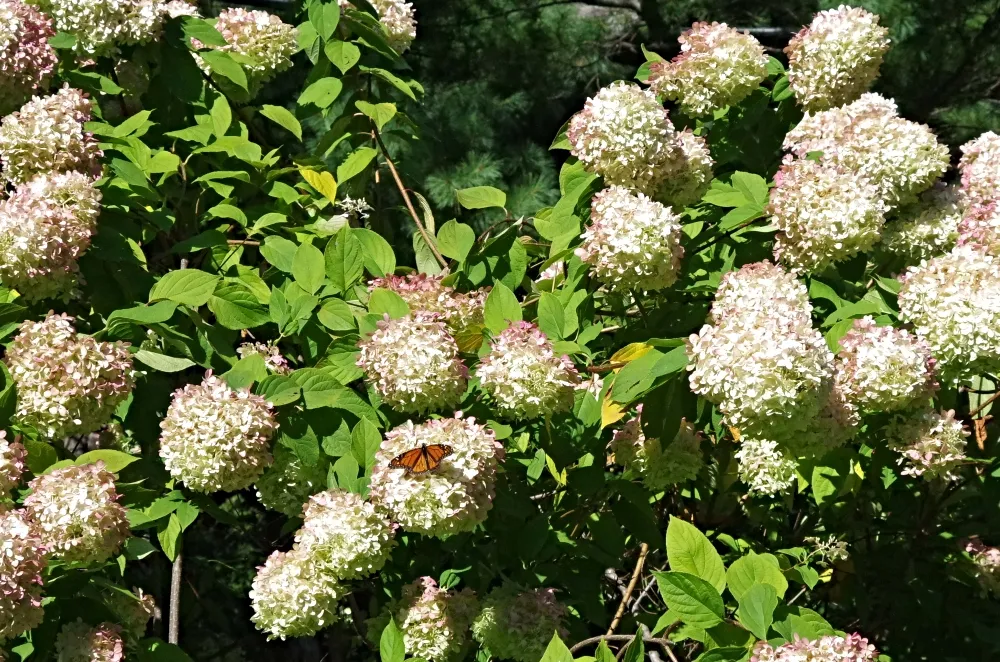hive hydrangea 5 (1).jpg