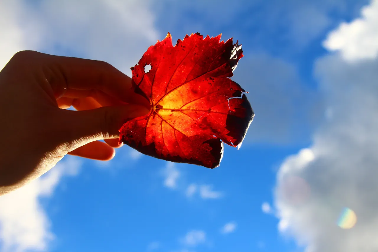 "maple-leaf-gb2431d2c8_1920.jpg"