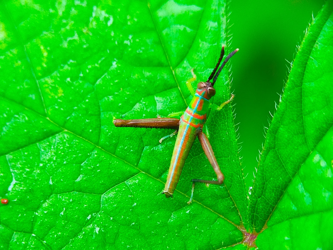 Grasshopper Color (23).jpg