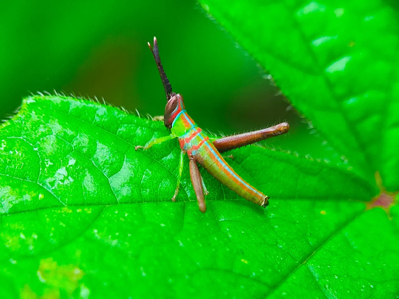 Grasshopper Color (25).jpg