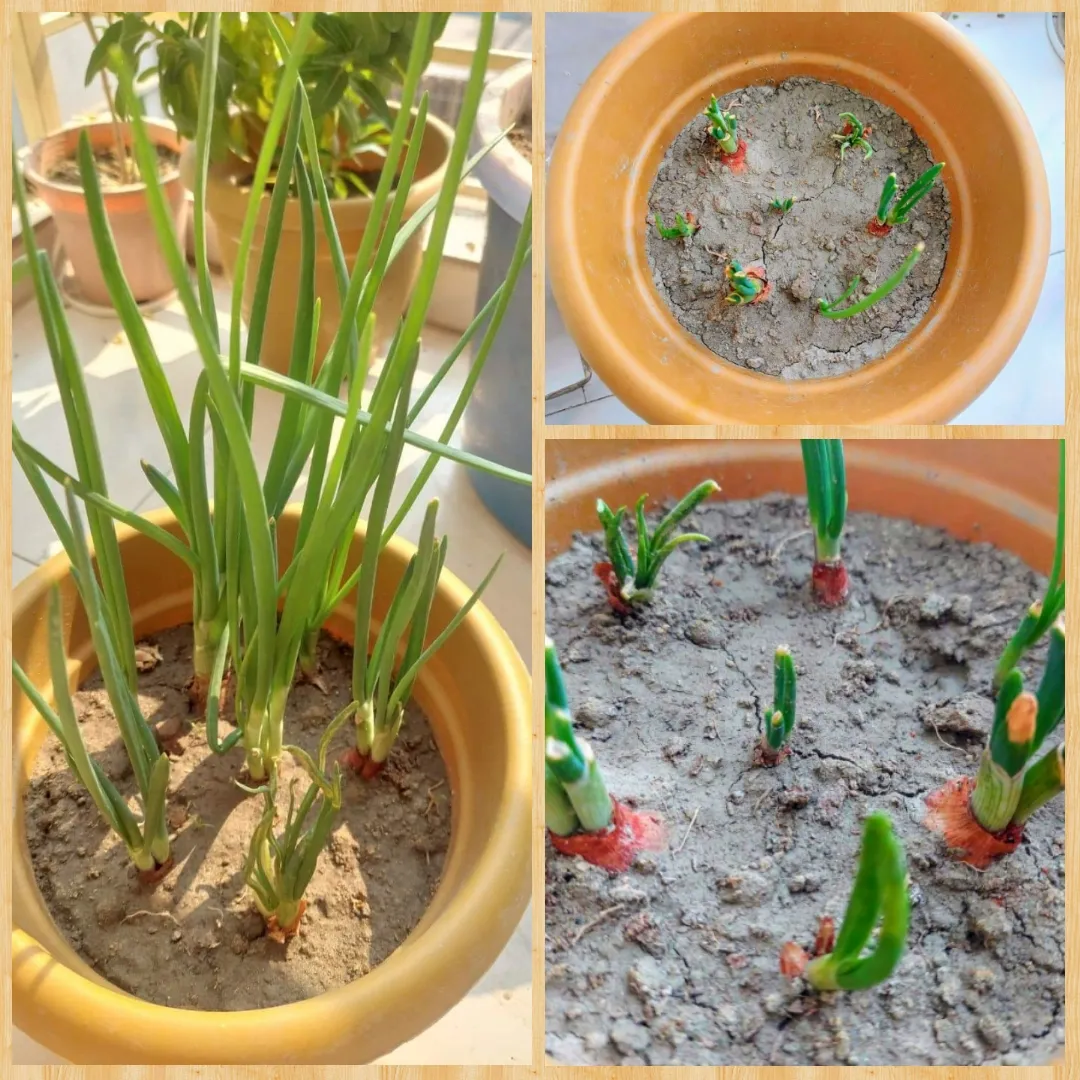 PhotoCollage_1641962918750.jpg