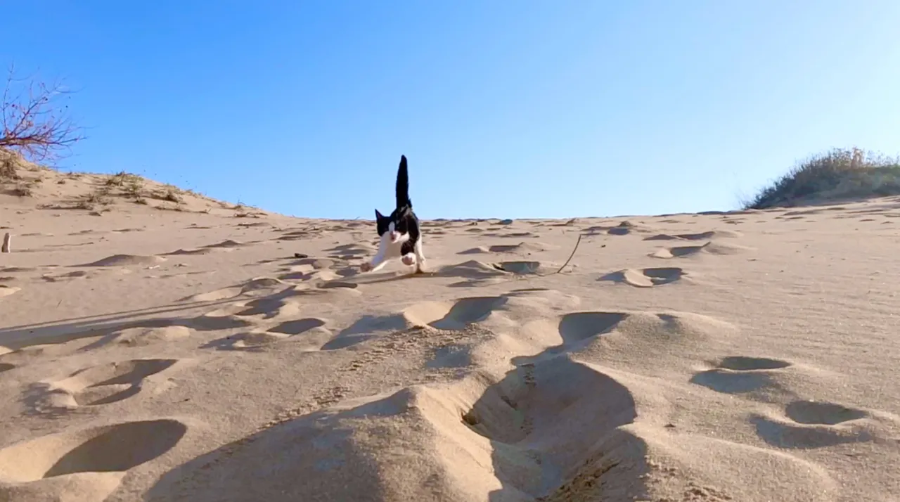 Running on the beach.jpg