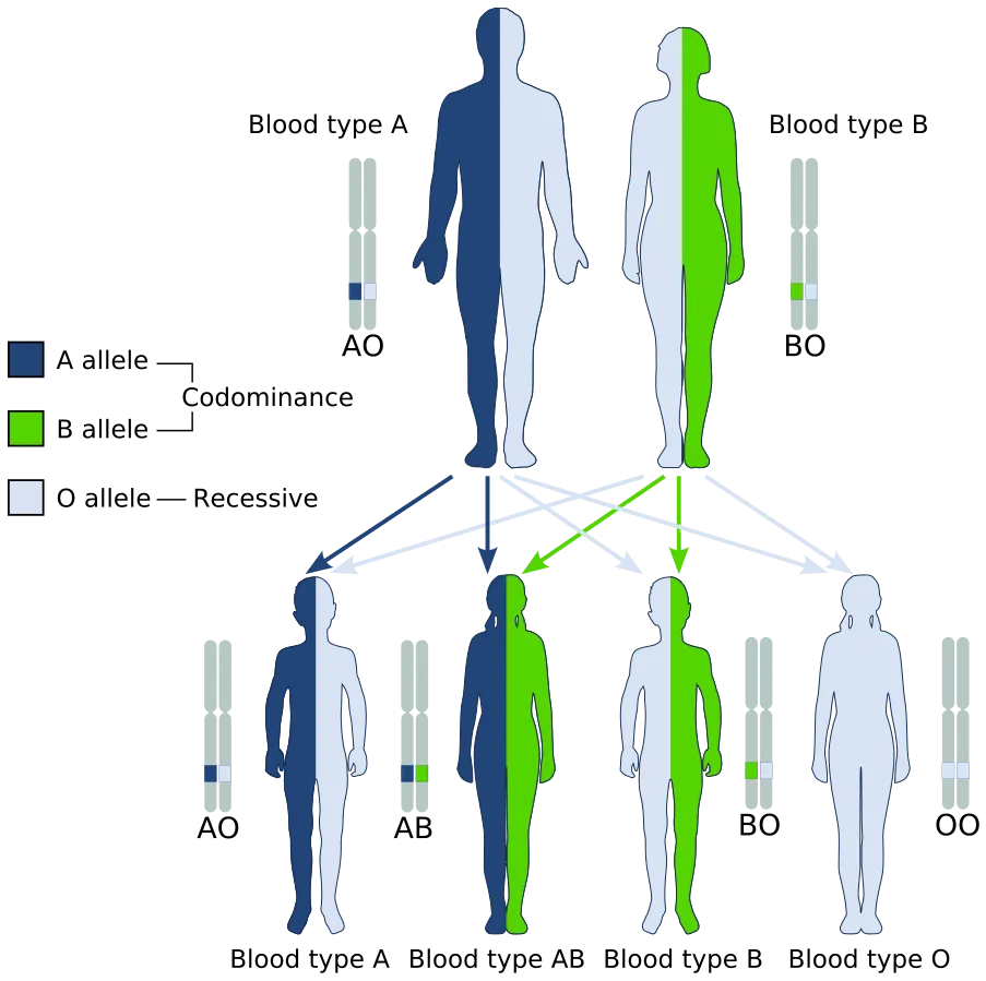 ABO_system_codominance.svg.png