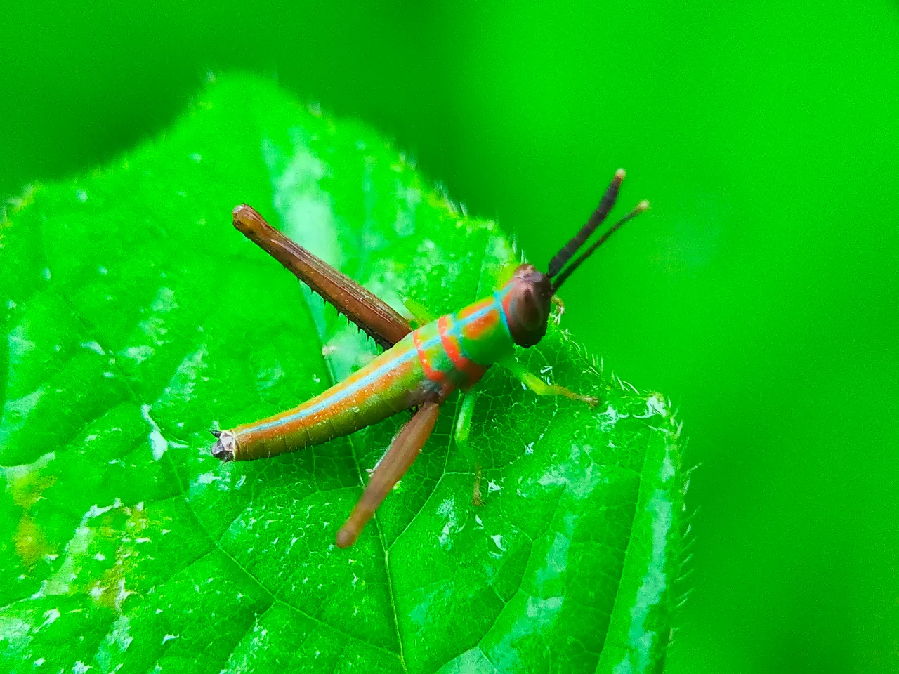 Grasshopper Color (34).jpg