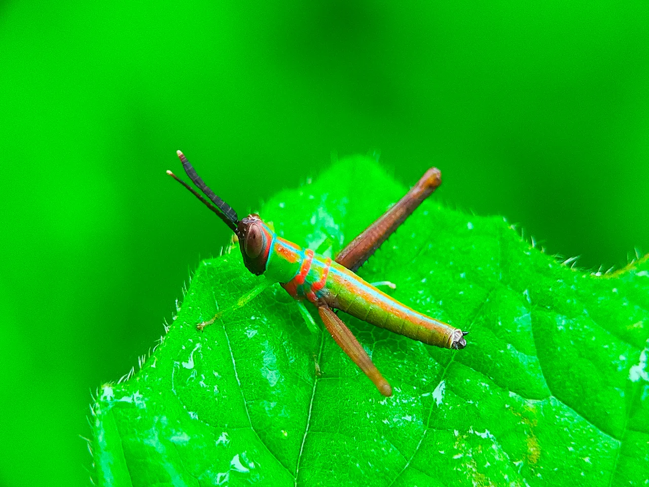 Grasshopper Color (38).jpg