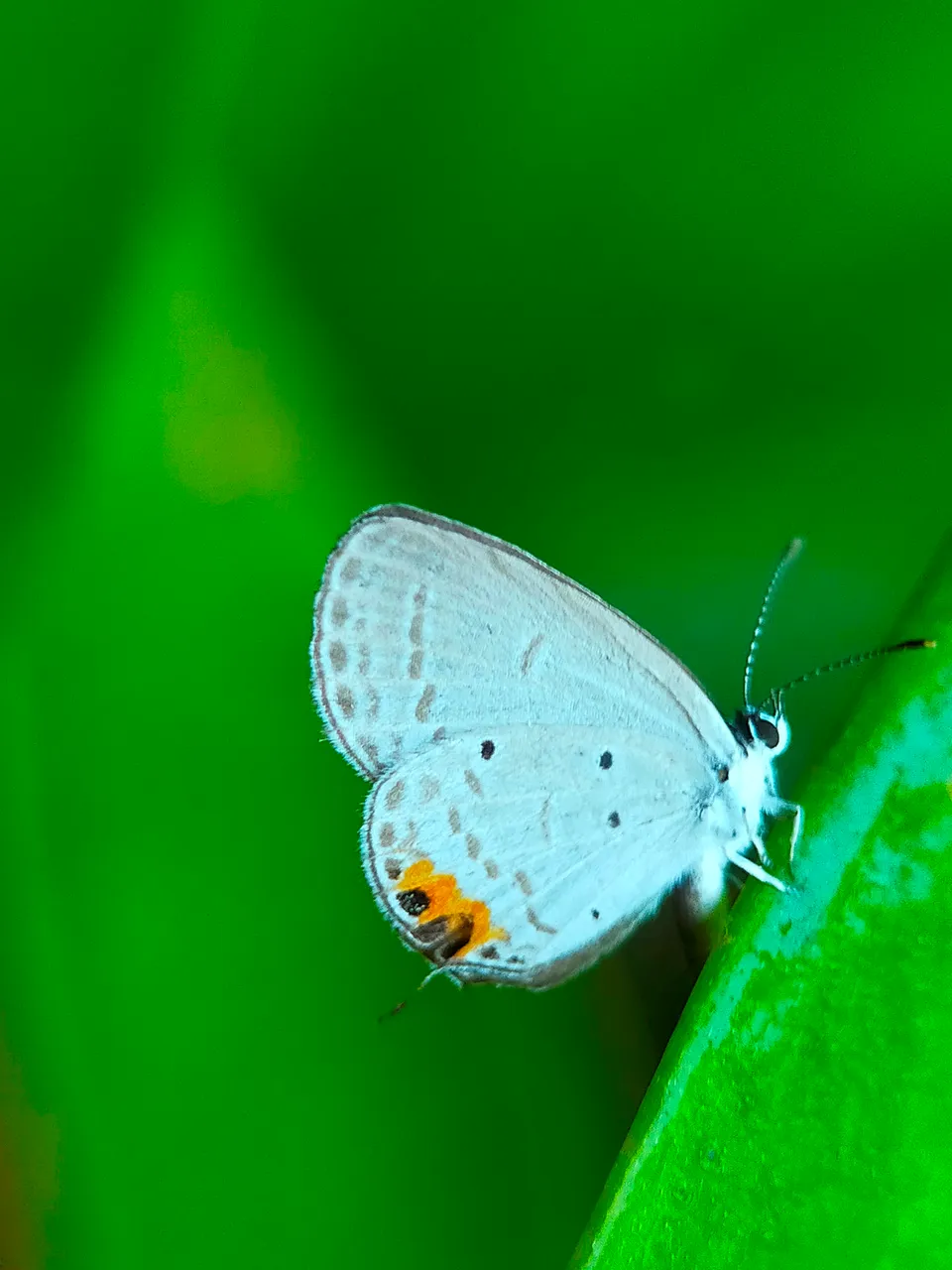 White Butterflies (31).jpg