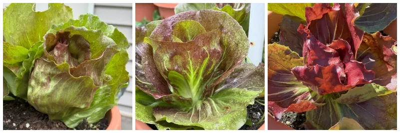 foodiesbeehive-hivegarden-.jpg