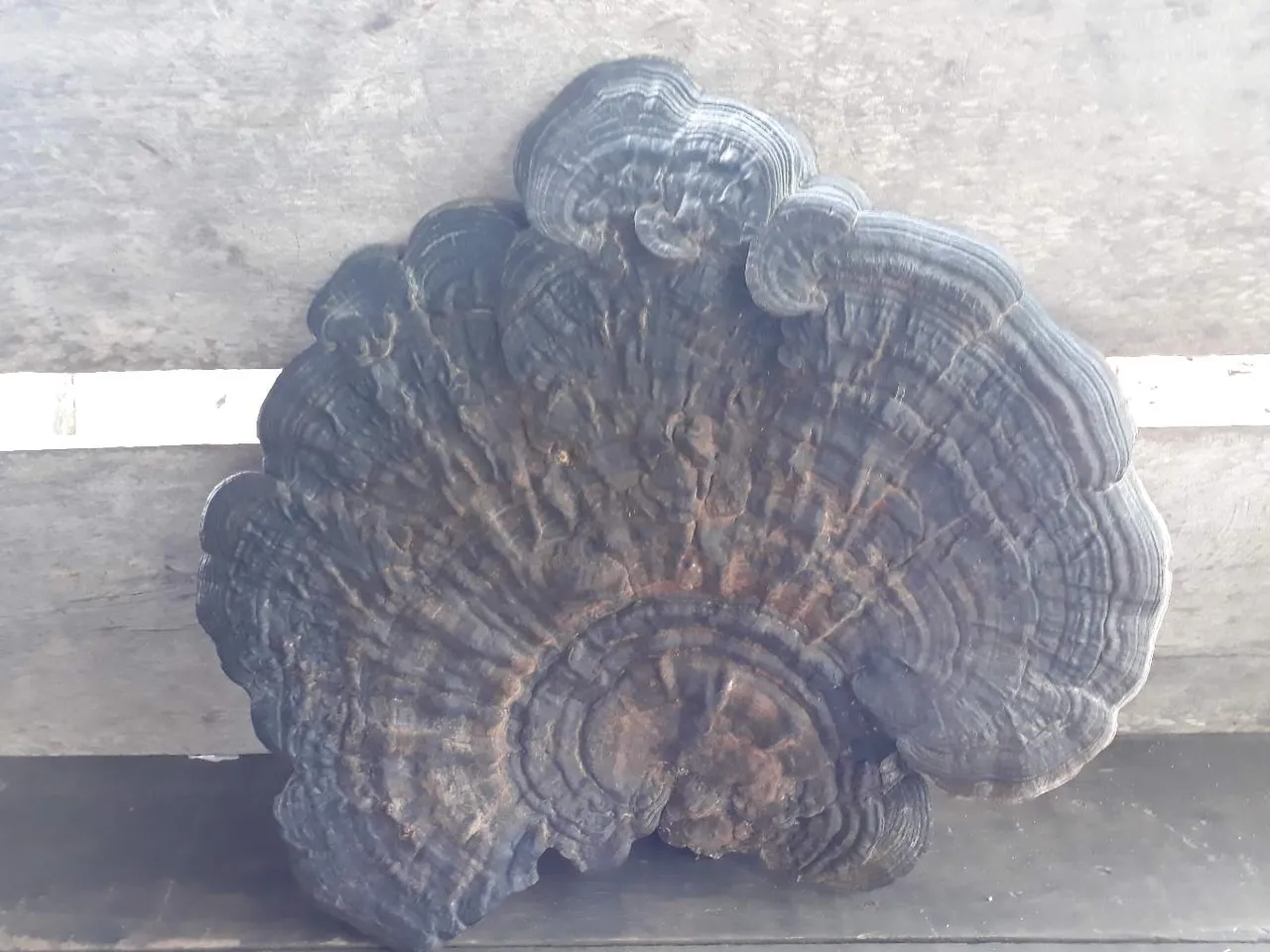 https://s3.us-east-2.amazonaws.com/partiko.io/img/mulyadi1990-on-sale-giant-mushrooms-1533006136994.png