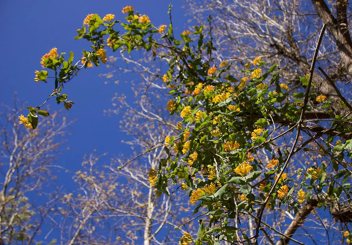 yellow myster flower2.jpg