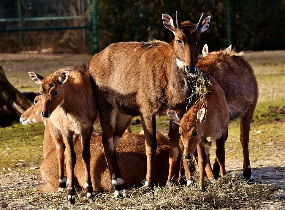 blackbuck-3261208_960_720.jpg