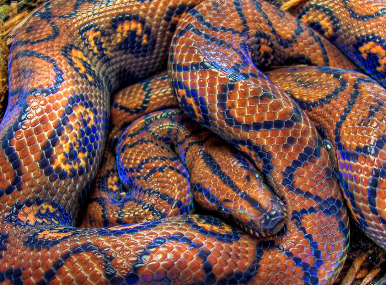 Brazilian Rainbow Boa.jpg