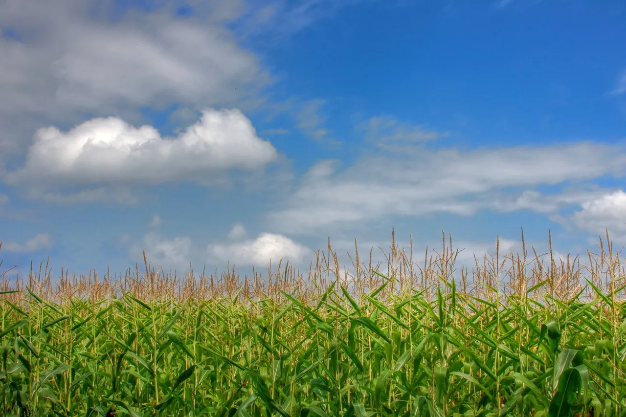 summer-corn-field-1351557.jpg