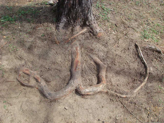 allah name in roots.jpg