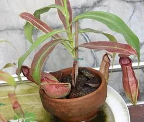 kantong-semar-dalam-rumah.jpg