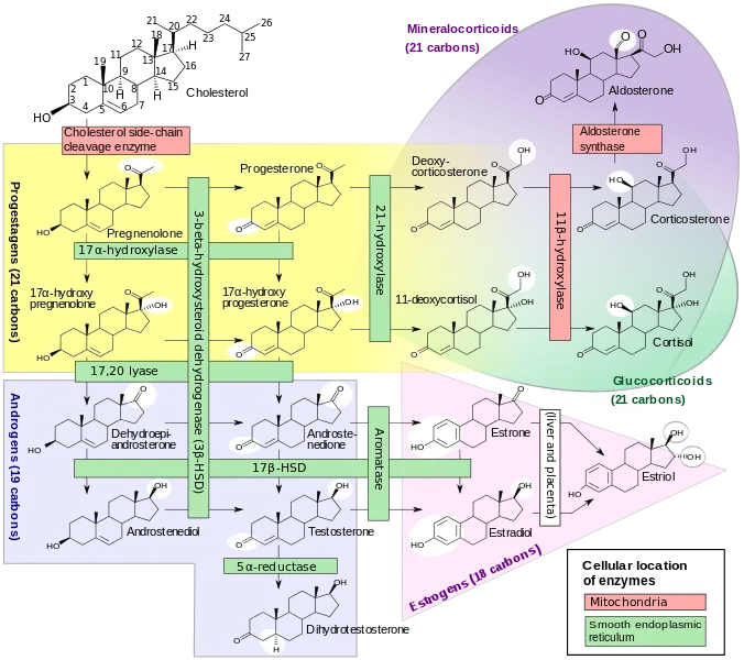 676px-Steroidogenesis.svg.png