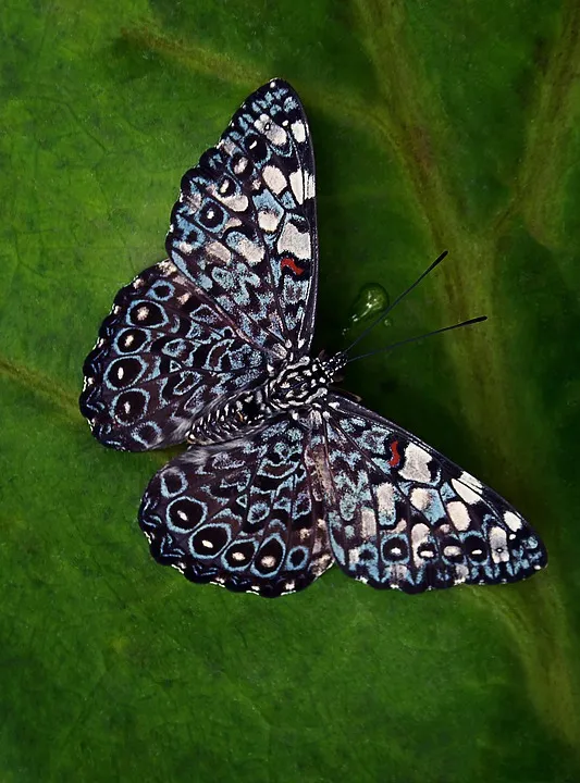 butterfly-2388942_960_720.jpg